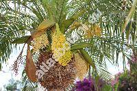 Phoenix loureiroi Kunth (Phoenix roebelenii OBrien, Phoenix pedunculata Griff., Phoenix robusta (Becc.) Hook.)