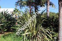 Phormium tenax J. R. Forst et G. Forst (Lachenalia)