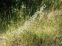 Brachypodium rupestre (Host) Roem. et Schult. (Bromus rupestris Host., Festuca, Poa, Triticum)