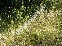 Brachypodium rupestre (Host) Roem. et Schult. (Bromus rupestris Host., Festuca, Poa, Triticum)