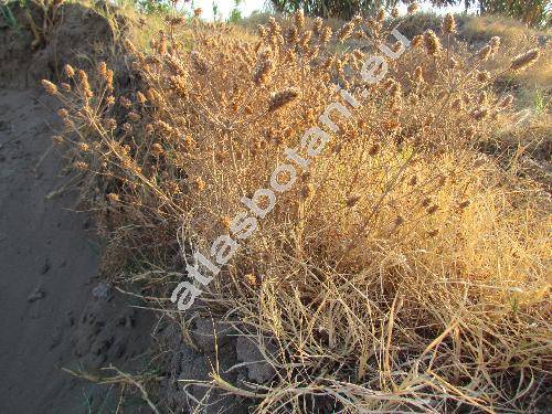 Plantago arenaria (Waldst. et Kit.) Mirb. (Plantago indica L., Psyllium scabrum Moench, Psyllium ramosa Asch., Plantago psyllium L.)