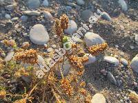 Plantago arenaria (Waldst. et Kit.) Mirb. (Plantago indica L., Psyllium scabrum Moench, Psyllium ramosa Asch., Plantago psyllium L.)