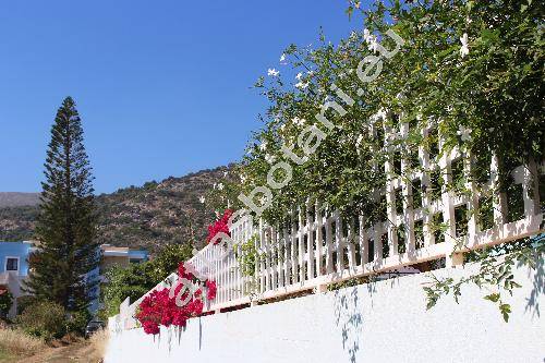 Jasminum grandiflorum L. (Jasminum floribundum Br. ex Fres., Jasminum officinale subsp. grandiflorum)