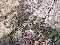 Euphorbia hypericifolia L. (Tithymalus, Euphorbia papilligera Boiss., Chamaesyce boliviana (Rusby) Croizat, Anisophyllum hypericifolium (L.) Haw., Ditritea obliqua Raf.)