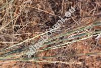 Elymus farctus (Viv.) Runem. ex Meld. (Agropyron farctum (Viv.) Rothm., Elytrigia juncea (L.) Nevski, Triticum junceum L., Festuca juncea (L.) Moench, Bromus truncatus Scop.)