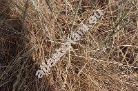 Elymus farctus (Viv.) Runem. ex Meld. (Agropyron farctum (Viv.) Rothm., Elytrigia juncea (L.) Nevski, Triticum junceum L., Festuca juncea (L.) Moench, Bromus truncatus Scop.)