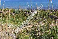 Elymus farctus (Viv.) Runem. ex Meld. (Agropyron farctum (Viv.) Rothm., Elytrigia juncea (L.) Nevski, Triticum junceum L., Festuca juncea (L.) Moench, Bromus truncatus Scop.)