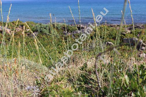 Elymus farctus (Viv.) Runem. ex Meld. (Agropyron farctum (Viv.) Rothm., Elytrigia juncea (L.) Nevski, Triticum junceum L., Festuca juncea (L.) Moench, Bromus truncatus Scop.)