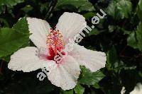 Hibiscus rosa-sinensis 'Apple Blossom'