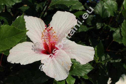 Hibiscus rosa-sinensis 'Apple Blossom'