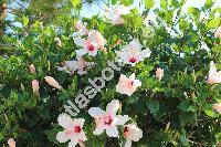 Hibiscus rosa-sinensis 'Apple Blossom'