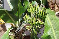 Musa 'Dwarf Cavendish' (Musa nana agg.)