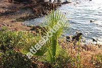Washingtonia filifera (Lindl.) Wendl. (Washingtonia filifera (Lindl. ex Andr) Wendl., Brahea, Neowashingtonia, Pritchardia)