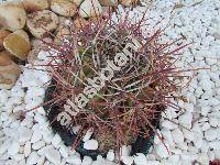 Ferocactus gracilis var. coloratus
