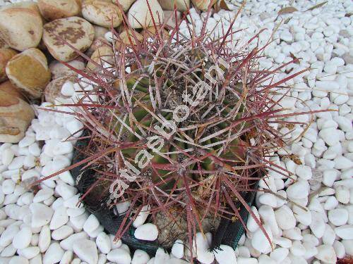 Ferocactus gracilis var. coloratus