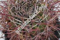 Ferocactus gracilis var. coloratus