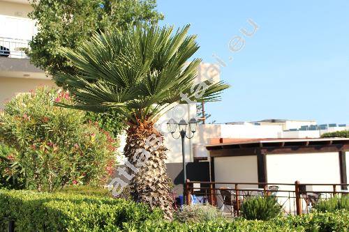 Trachycarpus wagnerianus (Chamaerops, Trachycarpus 'Wagnerianus')