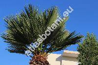 Trachycarpus wagnerianus (Chamaerops, Trachycarpus 'Wagnerianus')