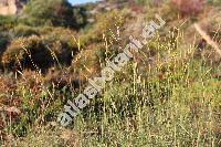Brachypodium phoenicoides (L.) Roem. et Schult. (Bromus rupestris Host., Festuca, Poa, Triticum)