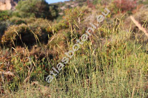 Brachypodium phoenicoides (L.) Roem. et Schult. (Bromus rupestris Host., Festuca, Poa, Triticum)