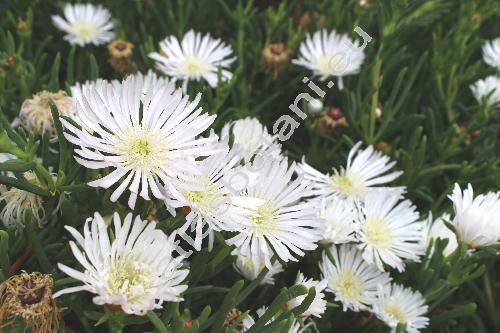 Delosperma basuticum 'White Nugget' (Mesembryanthemum)