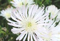 Delosperma basuticum 'White Nugget' (Mesembryanthemum)