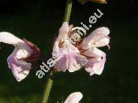 Salvia officinalis 'Rosea'