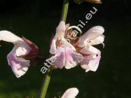 Salvia officinalis 'Rosea'