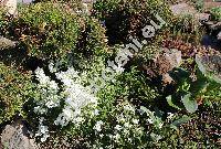 Arabis caucasica (Arabis caucasica Willd., Arabis albida Steven ex Jacq., Arabis alpina L. subsp. caucasica (Willd.) Briq.)