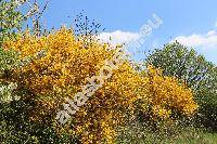Forsythia x intermedia (Forsythia x intermedia Zabel, Forsythia suspensa x viridissima)