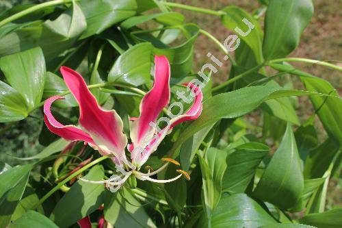 Gloriosa superba L. (Gloriosa rothschildiana O'Brien, Clinostylis speciosa Hochst., Methonica gloriosa Salisb., Methonica grandiflora Hook., Gloriosa virescens Lindl., Eugone superba (L.) Salisb.)