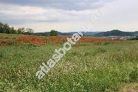 Papaver rhoeas L.