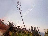 Agave americana L.