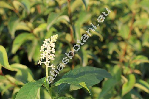 Phytolacca americana L. (Sarcoca, Pircunia)