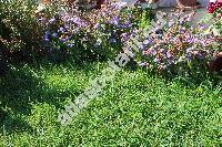 Ageratum houstonianum Mill. (Ageratum mexicanum Sims)