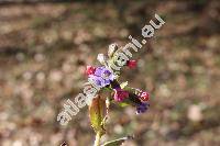 Pulmonaria obscura Dum. (Pulmonaria officinalis subsp. obscura (Dum.))