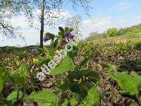 Pulmonaria obscura Dum. (Pulmonaria officinalis subsp. obscura (Dum.))