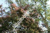 Cotinus coggygria (Cotinus coggygria Scop., Rhus cotinus L.)