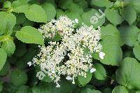 Hydrangea petiolaris Sieb. et Zucc. (Hydrangea scandens Max., Viburnum)