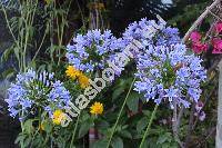 Agapanthus orientalis Leight. (Agapanthus praecox subsp. orientalis (Leight.) Leight., Agapanthus africanus (L.) Hoffm., Agapanthus umbellatus L'Hrit)