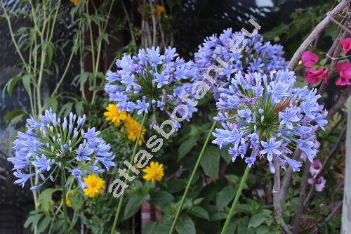 Agapanthus orientalis Leight. (Agapanthus praecox subsp. orientalis (Leight.) Leight., Agapanthus africanus (L.) Hoffm., Agapanthus umbellatus L'Hrit)