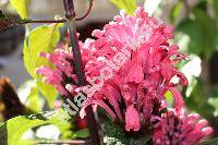 Justicia carnea Lindl. (Jacobinia carnea (Lindl.) Nichols.)