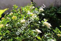 Gardenia jasminoides Ellis (Gardenia florida L.)