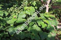 Clerodendrum bungei Steud. (Clerodendrom foetidum Bunge)