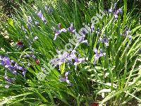 Iris sintenisii Janka (Iris graminea subsp. sintenisii (Janka) Richt., Xyridion)