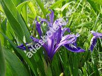 Iris sintenisii Janka (Iris graminea subsp. sintenisii (Janka) Richt., Xyridion)