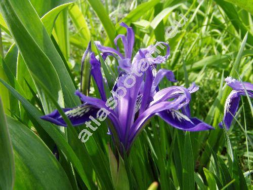 Iris sintenisii Janka (Iris graminea subsp. sintenisii (Janka) Richt., Xyridion)