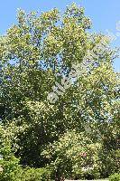 Platanus x hispanica (Platanus x hispanica Mnchh., Platanus hispanica Mill., Platanus x acerifolia (Ait.) Willd., Platanus hybrida Brot.)