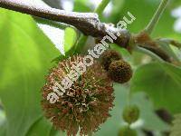 Platanus x hispanica (Platanus x hispanica Mnchh., Platanus hispanica Mill., Platanus x acerifolia (Ait.) Willd., Platanus hybrida Brot.)