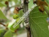 Platanus x hispanica (Platanus x hispanica Mnchh., Platanus hispanica Mill., Platanus x acerifolia (Ait.) Willd., Platanus hybrida Brot.)